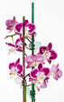 SCHEURICH - Clip Orchid Clip 152 - Vert transparent - Lot de 6 - vignette