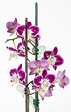 SCHEURICH - Clip papillon orchidées Orchid Clip 152 - H.4cm - Lot 6 - vignette