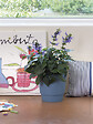 DEROMA - Cache-Pot Plissé Vinca 18cm - Plastique recyclé Bleu - 3L - vignette