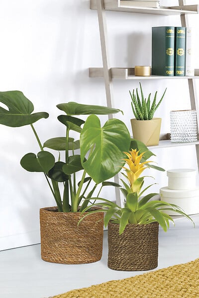 SCHEURICH - Cache-Pot 508 Seagrass Nut 22cm - large