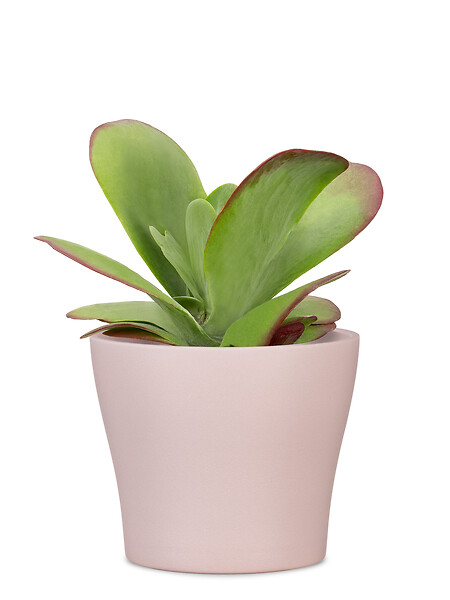 SCHEURICH - Cache-Pot 808 Powder Rose - Céramique - Rose - 15cm - large