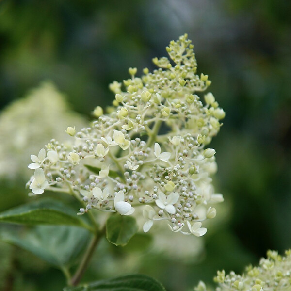 PLANT IN A BOX - Hortensia - Hydrangea paniculata 'Bobo' - Hauteur 25-40cm - ⌀19cm - large