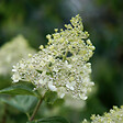 PLANT IN A BOX - Hortensia - Hydrangea paniculata 'Bobo' - Hauteur 25-40cm - ⌀19cm - vignette