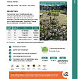 FLORIVERT - Graines de pelouse Terra Terre Pierre 1 kg résistantes au sec, idéal robot tondeuse - Florivert 1206460 - vignette