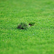 FLORIVERT - Gazon sport jeux Terra Sport 5 kg, résistance au piétinement et établissement rapide - Florivert 1206459 - vignette