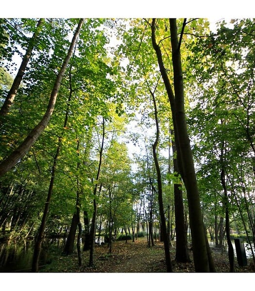 FLORIVERT - Graine de gazon Terra Sous Bois 10 kg pour esthétique et forte densité - Florivert 1201804 - large