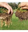 KIMITEC - Biostimulant racinaire Deep Root Pro 0,5 kg pour gazon, arbres, fleurs - Kimitec NEG00997 - vignette