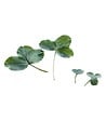 FLORIVERT - Trèfle micro-feuille gazonnant, résistant sécheresse, 1 kg, 200-350 m² - Florivert 1206296 - vignette