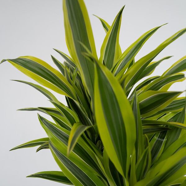 PLANT IN A BOX - Dragonnier - Dracaena deremensis 'Lemon Lime' - Hauteur 60-70cm - ⌀17cm - large