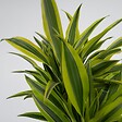 PLANT IN A BOX - Dragonnier - Dracaena deremensis 'Lemon Lime' - Hauteur 60-70cm - ⌀17cm - vignette