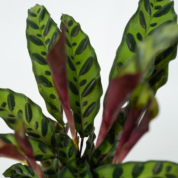 PLANT IN A BOX - Calathea ornata - Goeppertia insignis - Hauteur 30-40cm - ⌀12cm - large