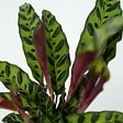 PLANT IN A BOX - Calathea ornata - Goeppertia insignis - Hauteur 30-40cm - ⌀12cm - vignette