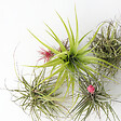 PLANT IN A BOX - Plante aérienne - Set de 5 - Tillandsia - Hauteur 5-15cm - ⌀5cm - vignette