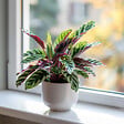 PLANT IN A BOX - Calathea ornata - Set de 2 - Goeppertia insignis - Hauteur 30-40cm - ⌀12cm - vignette