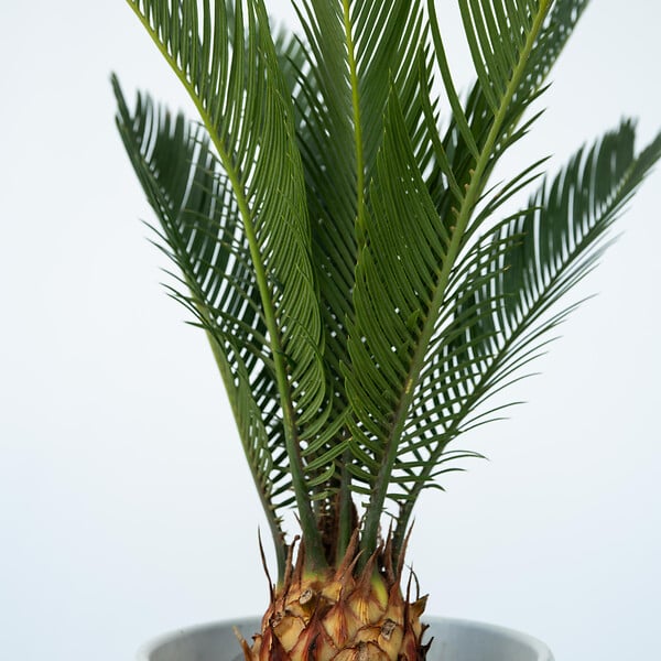 PLANT IN A BOX - Sagou du Japon - Set de 4 - Cycas revoluta - Hauteur 45-60cm - ⌀15cm - large