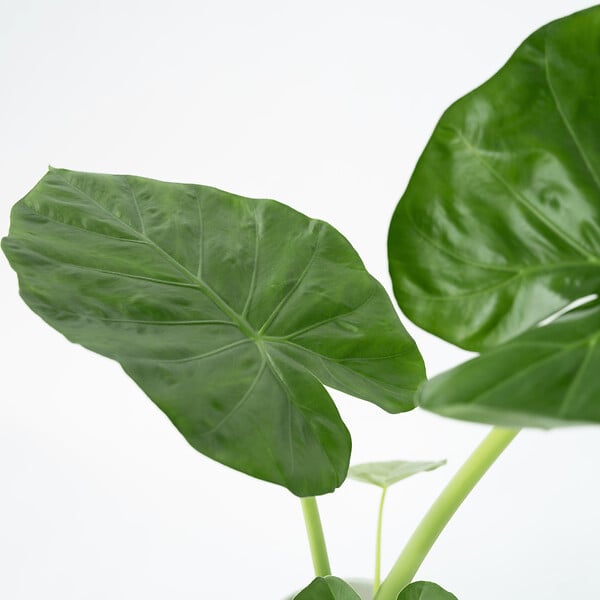 PLANT IN A BOX - Plante à grandes feuilles - Alocasia 'Macrorrhizos' - Hauteur 60-70cm - ⌀17cm - large