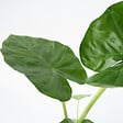 PLANT IN A BOX - Plante à grandes feuilles - Alocasia 'Macrorrhizos' - Hauteur 60-70cm - ⌀17cm - vignette
