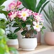 PLANT IN A BOX - Rose du désert - Adenium obesum 'Pink Star' - Hauteur 30-45cm - ⌀13cm - vignette
