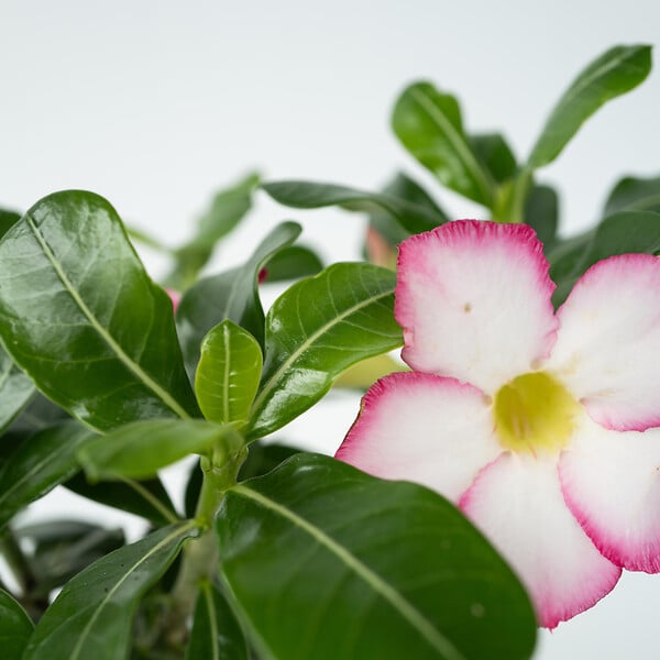 PLANT IN A BOX - Rose du désert - Adenium obesum 'Pink Star' - Hauteur 30-45cm - ⌀13cm - large