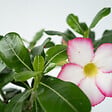 PLANT IN A BOX - Rose du désert - Adenium obesum 'Pink Star' - Hauteur 30-45cm - ⌀13cm - vignette