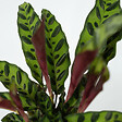 PLANT IN A BOX - Calathea ornata - Set de 2 - Goeppertia insignis - Hauteur 30-40cm - ⌀12cm - vignette
