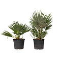 PLANT IN A BOX - Palmier nain - Set de 2 - Chamaerops 'Vulcano' - Hauteur 35-45cm - ⌀19cm - vignette
