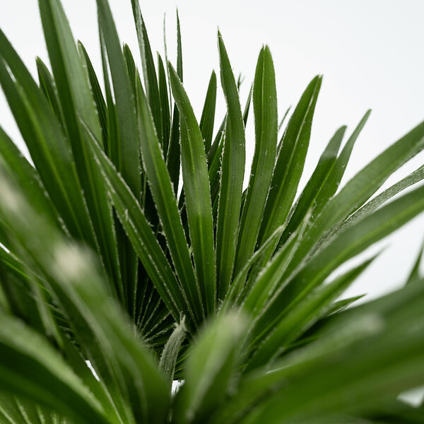 PLANT IN A BOX - Palmier nain - Set de 2 - Chamaerops 'Vulcano' - Hauteur 35-45cm - ⌀19cm - large