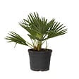 PLANT IN A BOX - Palmier nain - Chamaerops 'Vulcano' - Hauteur 35-45cm - ⌀19cm - vignette