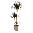 PLANT IN A BOX - Dragonnier - Dracaena marginata - Hauteur 110-130cm - ⌀24cm - vignette