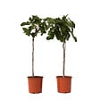 PLANT IN A BOX - Figuier de Barbarie - Set de 2 - Ficus Carica - Hauteur 70-90cm - ⌀21cm - vignette