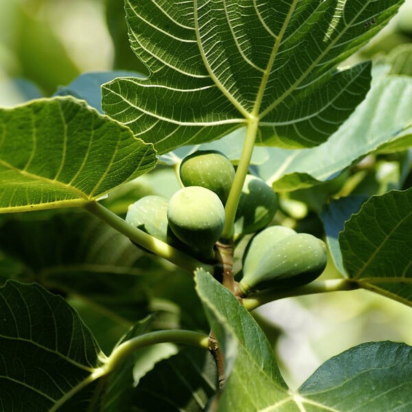 PLANT IN A BOX - Figuier de Barbarie - Set de 2 - Ficus Carica - Hauteur 70-90cm - ⌀21cm - large