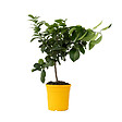 PLANT IN A BOX - Citronnier - Citrus limon - Hauteur 60-70cm - ⌀19cm - vignette
