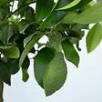 PLANT IN A BOX - Citronnier - Citrus limon - Hauteur 60-70cm - ⌀19cm - vignette