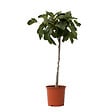 PLANT IN A BOX - Figuier de Barbarie - Ficus Carica - Hauteur 70-90cm - ⌀21cm - vignette