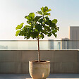 PLANT IN A BOX - Figuier de Barbarie - Ficus Carica - Hauteur 70-90cm - ⌀21cm - vignette