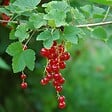 PLANT IN A BOX - Groseillier à grappes - Lot de 3 - Ribes rubrum - Hauteur 25-40cm - ⌀9cm - vignette