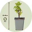 PLANT IN A BOX - Groseillier à grappes - Lot de 3 - Ribes rubrum - Hauteur 25-40cm - ⌀9cm - vignette