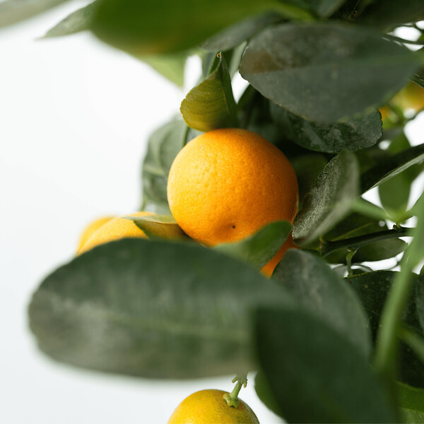 PLANT IN A BOX - Oranger - Lot de 3 - Citrus mitis Calamondin - Hauteur 25-40cm - ⌀9cm - large