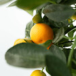 PLANT IN A BOX - Oranger - Lot de 3 - Citrus mitis Calamondin - Hauteur 25-40cm - ⌀9cm - vignette