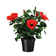 PLANT IN A BOX - Hibiscus de Chine - Hibiscus rosa-sinensis - Hauteur 40-50cm - Pot 17cm - vignette