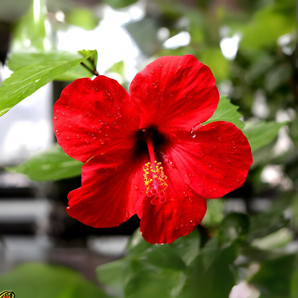 PLANT IN A BOX - Hibiscus de Chine - Hibiscus rosa-sinensis - Hauteur 40-50cm - Pot 17cm - large