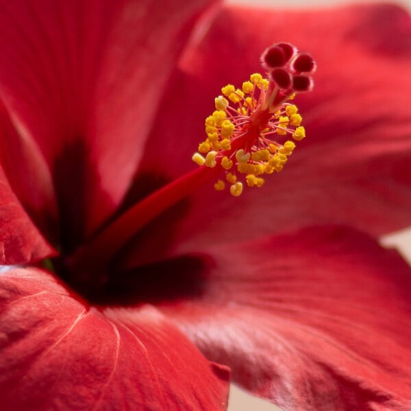 PLANT IN A BOX - Hibiscus de Chine - Hibiscus rosa-sinensis - Hauteur 40-50cm - Pot 17cm - large