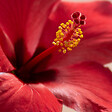 PLANT IN A BOX - Hibiscus de Chine - Hibiscus rosa-sinensis - Hauteur 40-50cm - Pot 17cm - vignette