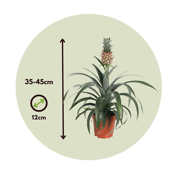 PLANT IN A BOX - Ananas d'ornement - Set de 2 - Ananas comosus 'Mi Amigo' - H35-45cm - ⌀12cm - large