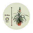 PLANT IN A BOX - Ananas d'ornement - Set de 2 - Ananas comosus 'Mi Amigo' - H35-45cm - ⌀12cm - vignette