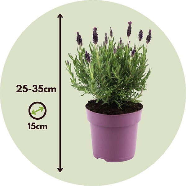 PLANT IN A BOX - Lavande vraie - Lavandula stoechas 'Anouk' - Hauteur 25-35cm - ⌀15cm - large