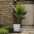 PLANT IN A BOX - Palmier de Washington - Set de 2 - Washingtonia robusta - H70-90cm - ⌀21cm - vignette
