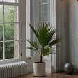 PLANT IN A BOX - Palmier de Washington - Set de 2 - Washingtonia robusta - H70-90cm - ⌀21cm - vignette