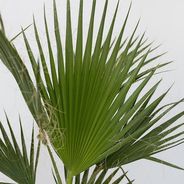 PLANT IN A BOX - Palmier de Washington - Set de 2 - Washingtonia robusta - H70-90cm - ⌀21cm - large
