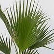 PLANT IN A BOX - Palmier de Washington - Set de 2 - Washingtonia robusta - H70-90cm - ⌀21cm - vignette